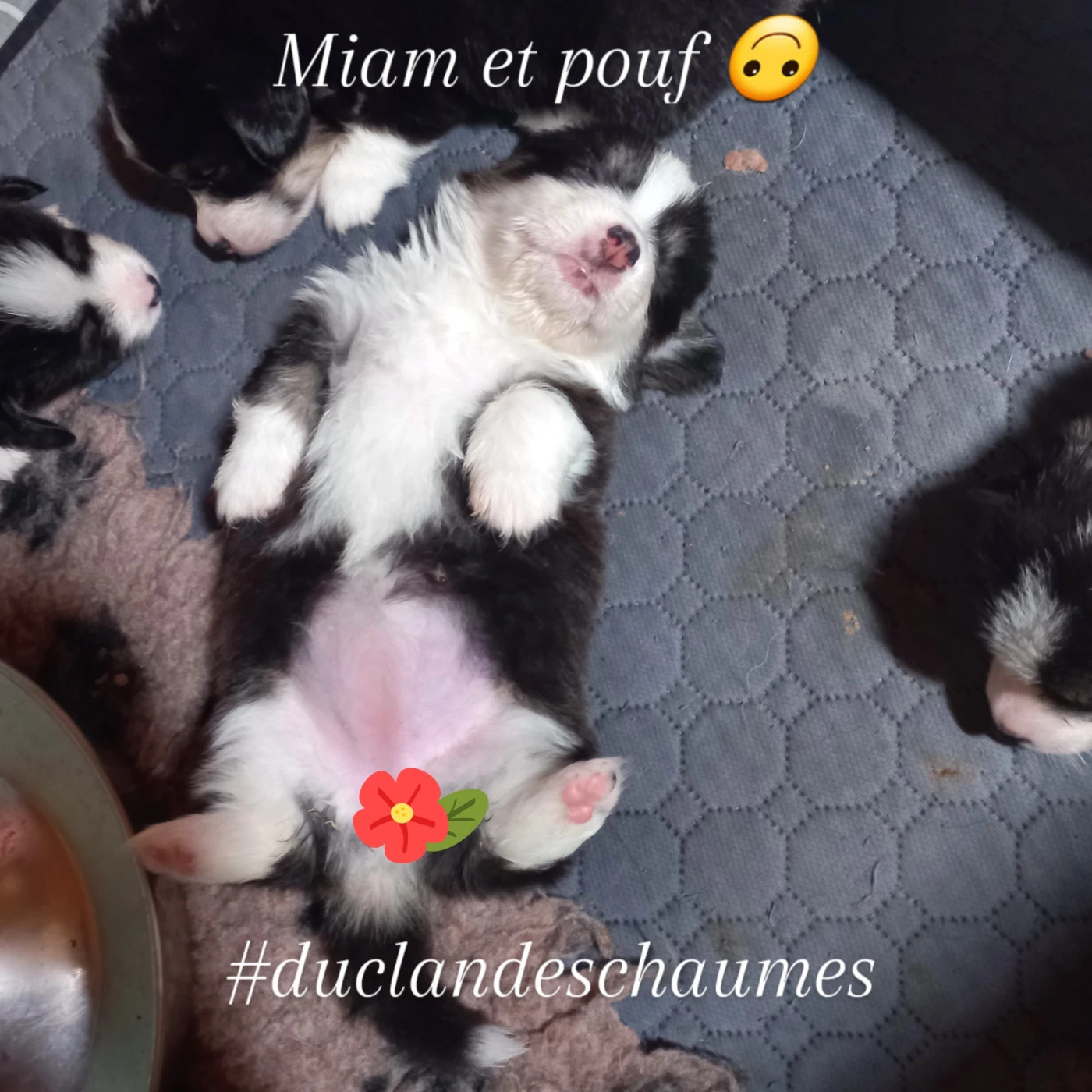 Les bébés ont 6 semaines, on profite à fond 🙂