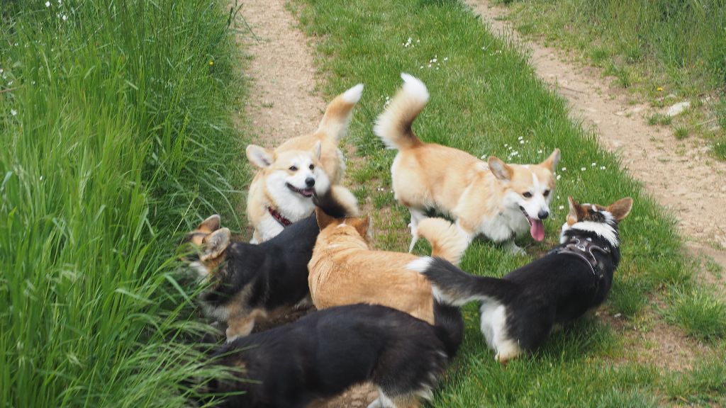corginade 2022