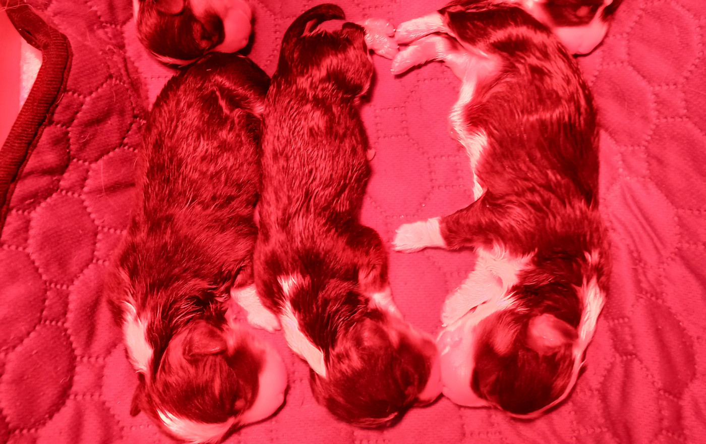 Chiot Welsh Corgi Pembroke du clan des chaumes