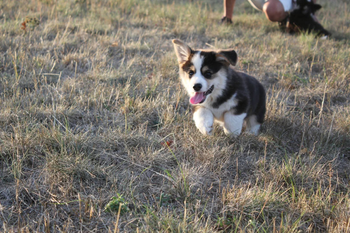 Chiot Welsh Corgi Pembroke du clan des chaumes