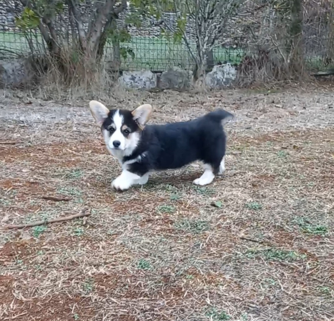 du clan des chaumes - Chiots disponibles - Welsh Corgi Pembroke
