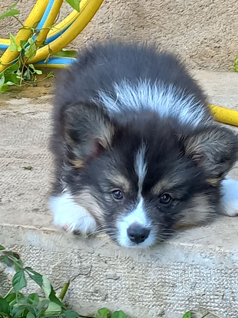 du clan des chaumes - Chiots disponibles - Welsh Corgi Pembroke
