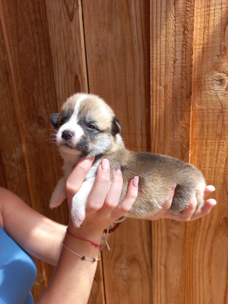 du clan des chaumes - Chiots disponibles - Welsh Corgi Pembroke