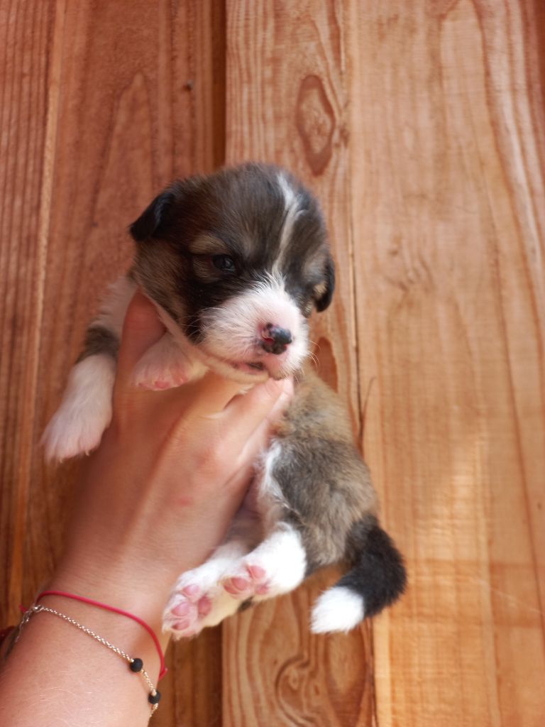 du clan des chaumes - Chiots disponibles - Welsh Corgi Pembroke
