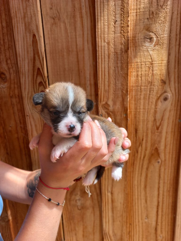 du clan des chaumes - Chiots disponibles - Welsh Corgi Pembroke
