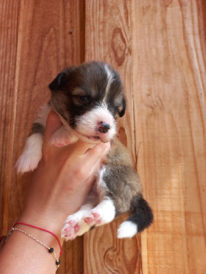 CHIOT 5