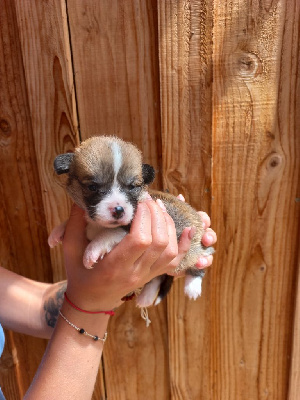 CHIOT 6