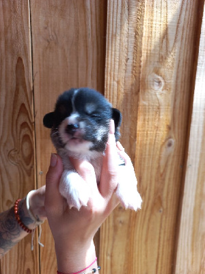 CHIOT 4