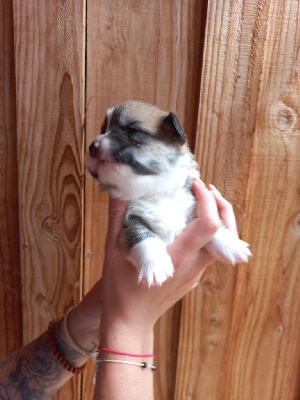 CHIOT 7