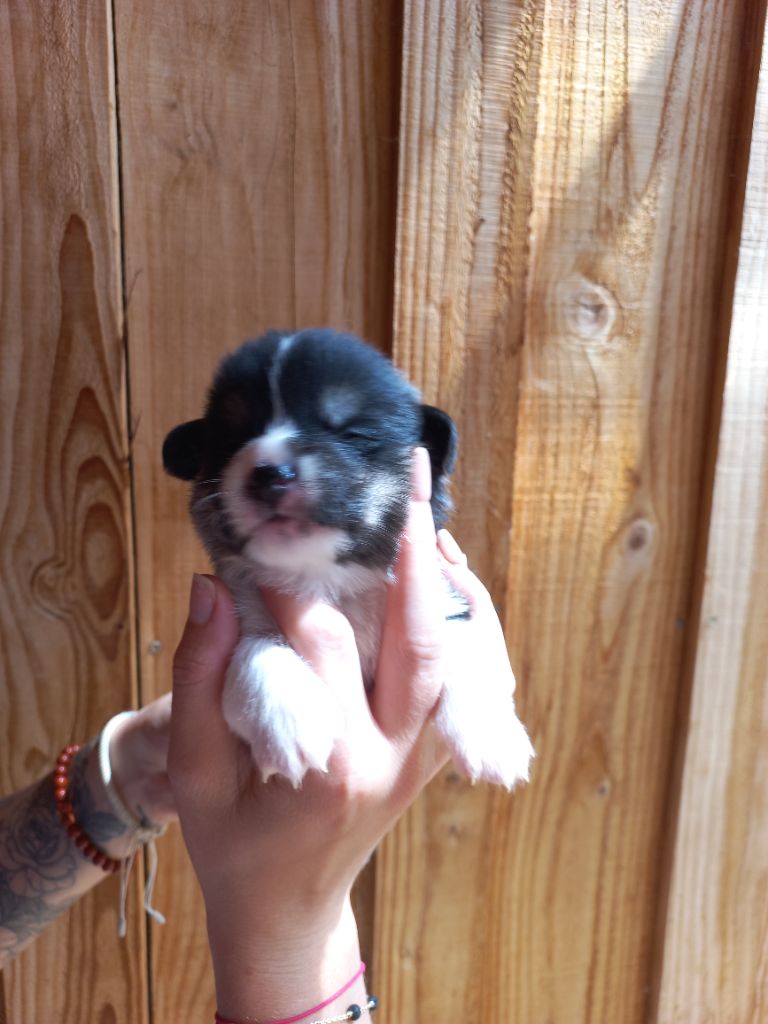 du clan des chaumes - Chiots disponibles - Welsh Corgi Pembroke