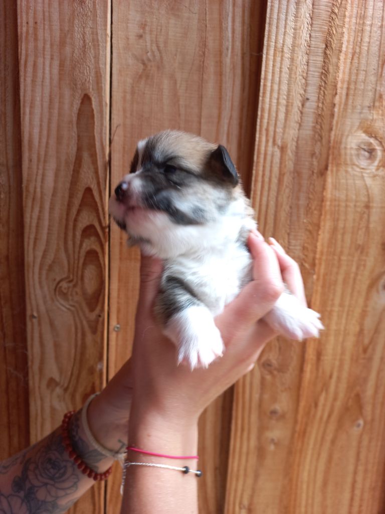 du clan des chaumes - Chiots disponibles - Welsh Corgi Pembroke