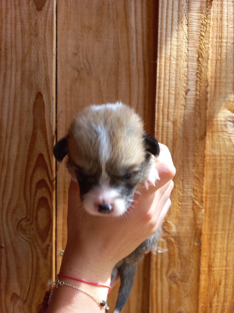 du clan des chaumes - Chiots disponibles - Welsh Corgi Pembroke
