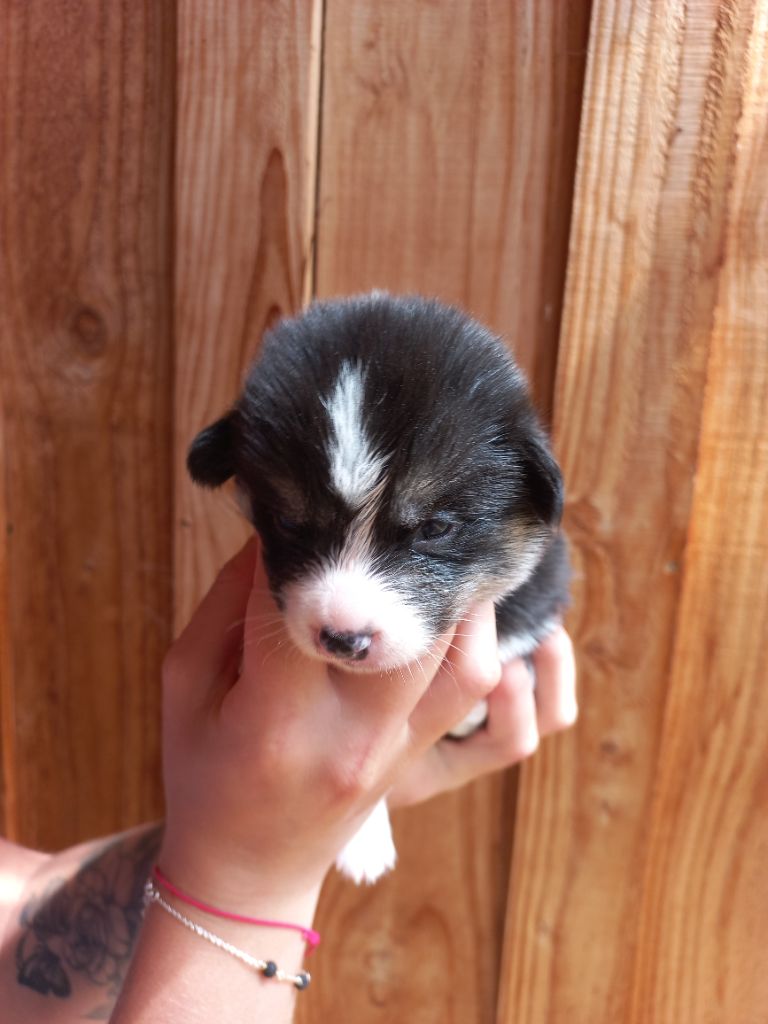 du clan des chaumes - Chiots disponibles - Welsh Corgi Pembroke